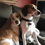 Beau&Clem - @beau._talks - Instagram