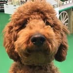 Beau Bear Cohen - @beaubearcohen - Instagram