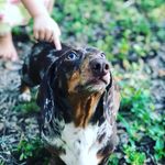 Beau Conner - @beauthebest_dog - Instagram