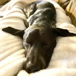 Beau the Good Boy - @beau_cooley_ - Instagram