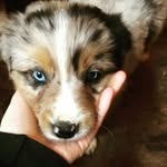 Beau Cormier - @beau_the_australianshepherd - Instagram