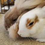 Beau & Cotton - @beau.n.cotton_thebuns - Instagram