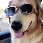 Beau David 🐾 - @beau_david_golden - Instagram