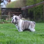 Beau Day - @pardonmyfrenchpooch - Instagram