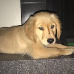 Beau Beau - @__beaudiddly__ - Instagram