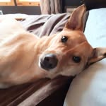 Beau Diddly - @diddly.beau - Instagram