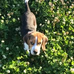 Beau Diddly - @beauthomas2021 - Instagram