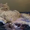 beau diddly - @beau.shaffer0 - TikTok