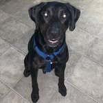 Beau Diddly - @beaudiddlydoo_ - Instagram
