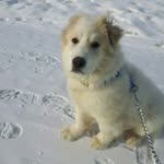 beau_diddly - @beau_diddly_pyrenees - Instagram