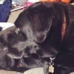 Beau Diddly Land - @b_labstgram - Instagram