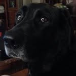 Beau Diddly Land - @black_labstagram - Instagram