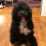 Katie Sheridan Skarda - @beaudiddly_the_pwd - Instagram