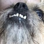 Beau Dillon Jr - @beauthecornchip - Instagram