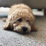 Beau Dougherty 🐾 - @beauthecockapoo1 - Instagram
