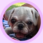 Beau Douglas - @thatpugbeau - Instagram