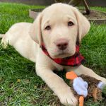 Beau - @beau_the_dudley - Instagram