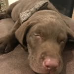 Beau Duffy - @lambeaupackerpup - Instagram