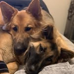 Duffy Beau & Boss - @duffyandbeau_ - Instagram