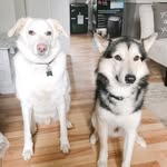 Beau & Duke - @beau.and.duke - Instagram