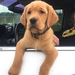 Beau Duke - @beaudukethegoldenlab - Instagram