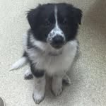 Beau Duke - @beauthecollie_ - Instagram