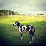 Beau Duke - @beaudukethesheriff - Instagram