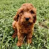 Beau Duke - @beaudukethecavpoo - TikTok