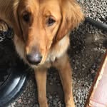 Beau Duke - @beauduke_thegolden - Instagram