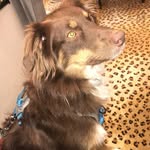 Beau Duke - @beauduketheaussie - Instagram
