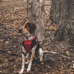 Beau Duke - @beau.duke.thedog - Instagram