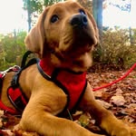 Beau-Duke - @beau.foxredlab - Instagram