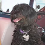 Beau Duke - @beautherescue - Instagram
