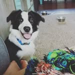 Beau Duke - @beauduke_bordercollie - Instagram