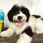 BEAU DUKE THE DOOD - @beaudukeforbes - Instagram