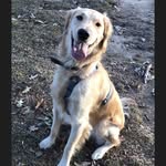 Beau Duke Willett - @beaudukethegolden - Instagram