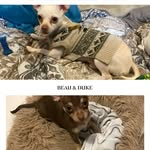 Beau&Duke - @littlest_beau_duke - Instagram