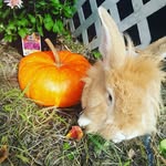 🐇BeauDuke🇺🇸 - @beaudukebun - Instagram