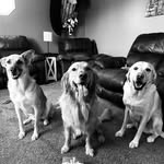 Kobe+Beau+Duke🐾 - @wegetallthebitches - Instagram