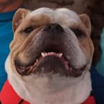 Beau Dunlap - @beauthebulldawg - Instagram