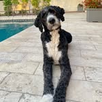Beau the Bernedoodle - @mrbeaudunlap - Instagram