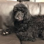 Beau Dyson - @lifeisbeau_tiful - Instagram