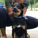 Beau Eddy - @the_hound_beau - Instagram