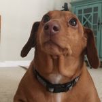 Beau Jangles Elder - @beau_the_hot_dog - Instagram