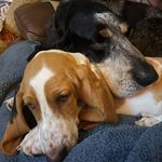 Beau & Dottie Elliott - @beautheblue_dottiethebasset - Instagram