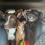Beau Elliott & Chip - @our3rascals - Instagram