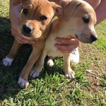 beau elliott 💛 duke thomas 💘 - @duke.and.beau - Instagram