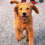 Beau Targaryan Fleming - @see_beau_go - Instagram