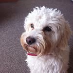 Ben Fleming - @_beau_fleming - Instagram