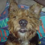Beau - Lifetime epi-dog Foster - Facebook
